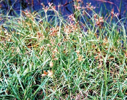 Hương phụ